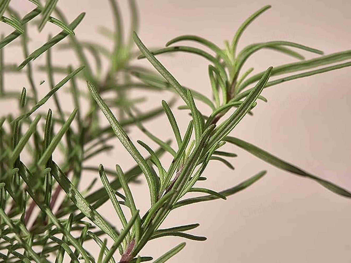 KAINE Rosemary Relief Gel Cleanser