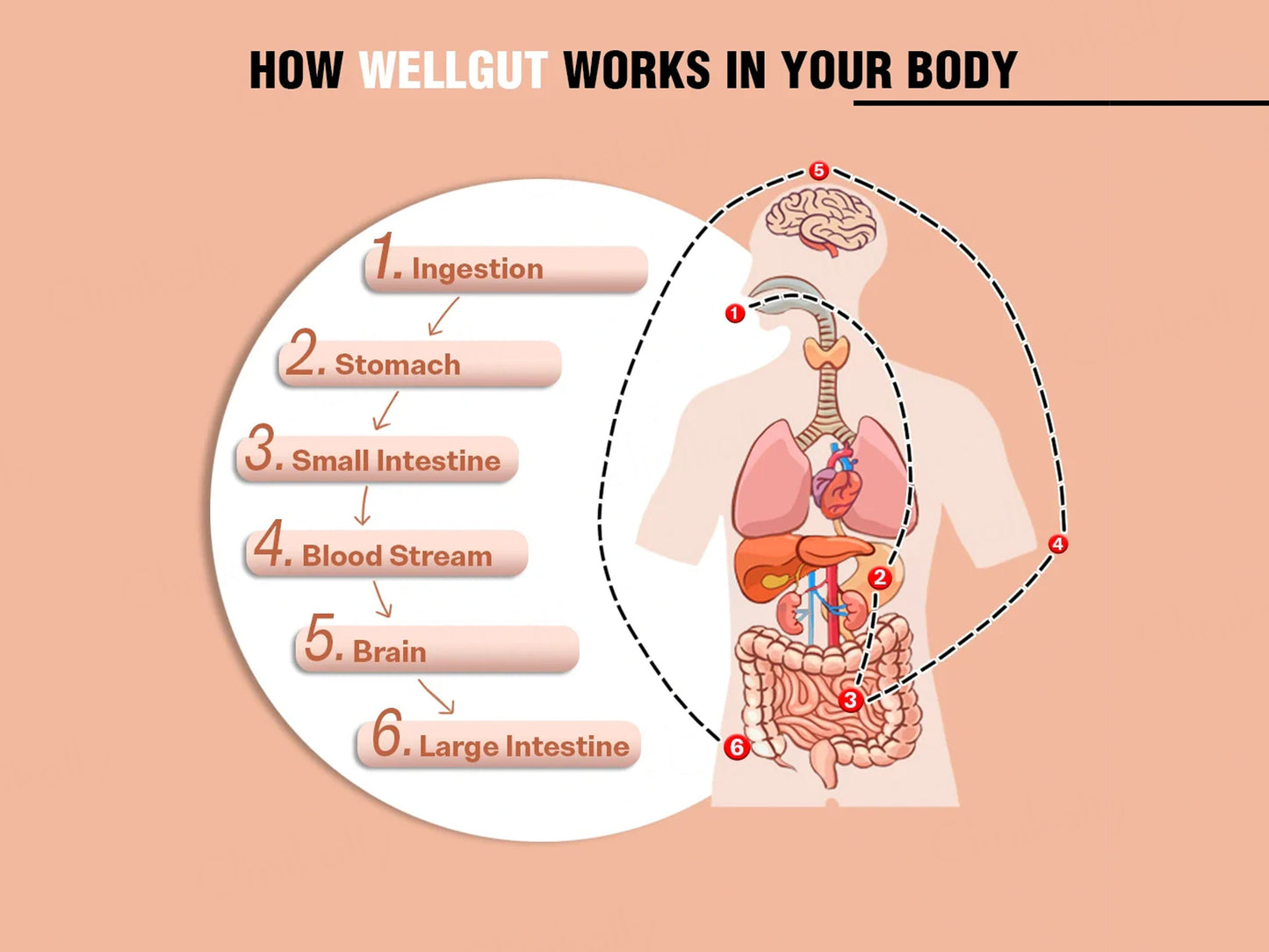 iMeMyself Well Gut Dietary Supplement Vegetarian Capsule
