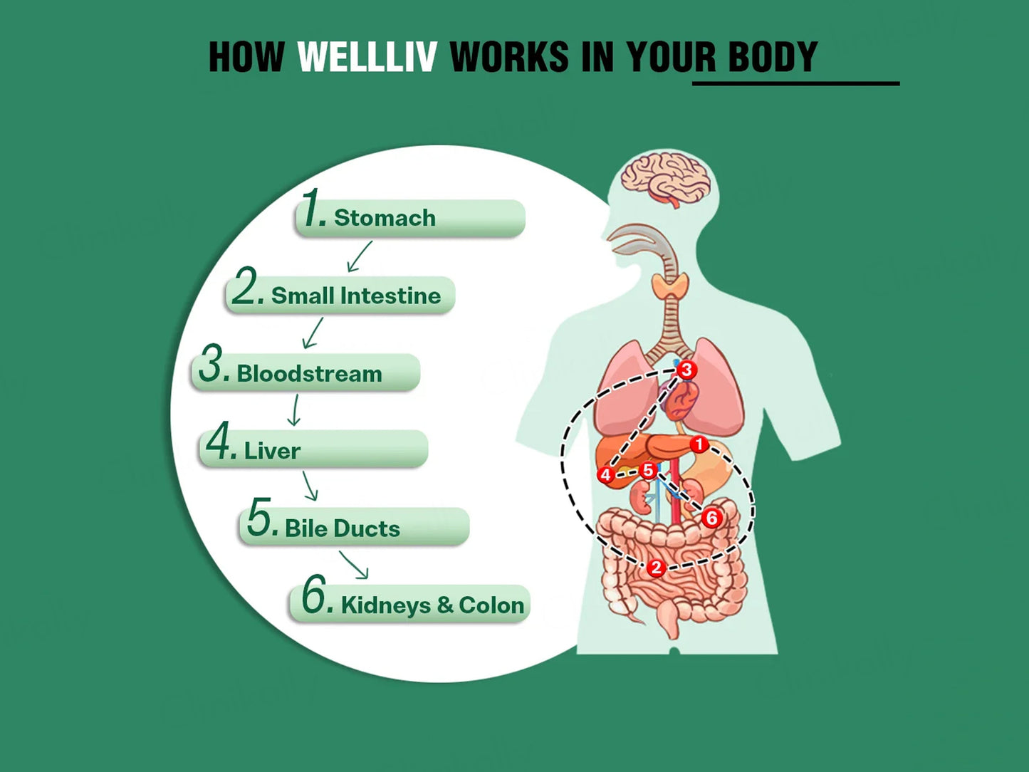 iMeMyself Well Liv Dietary Supplement Vegetarian Capsule